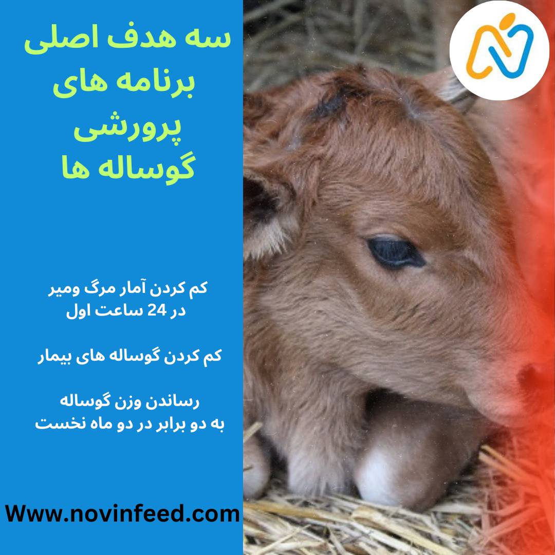سه هدف اصلی برنامه پرورش گوساله 