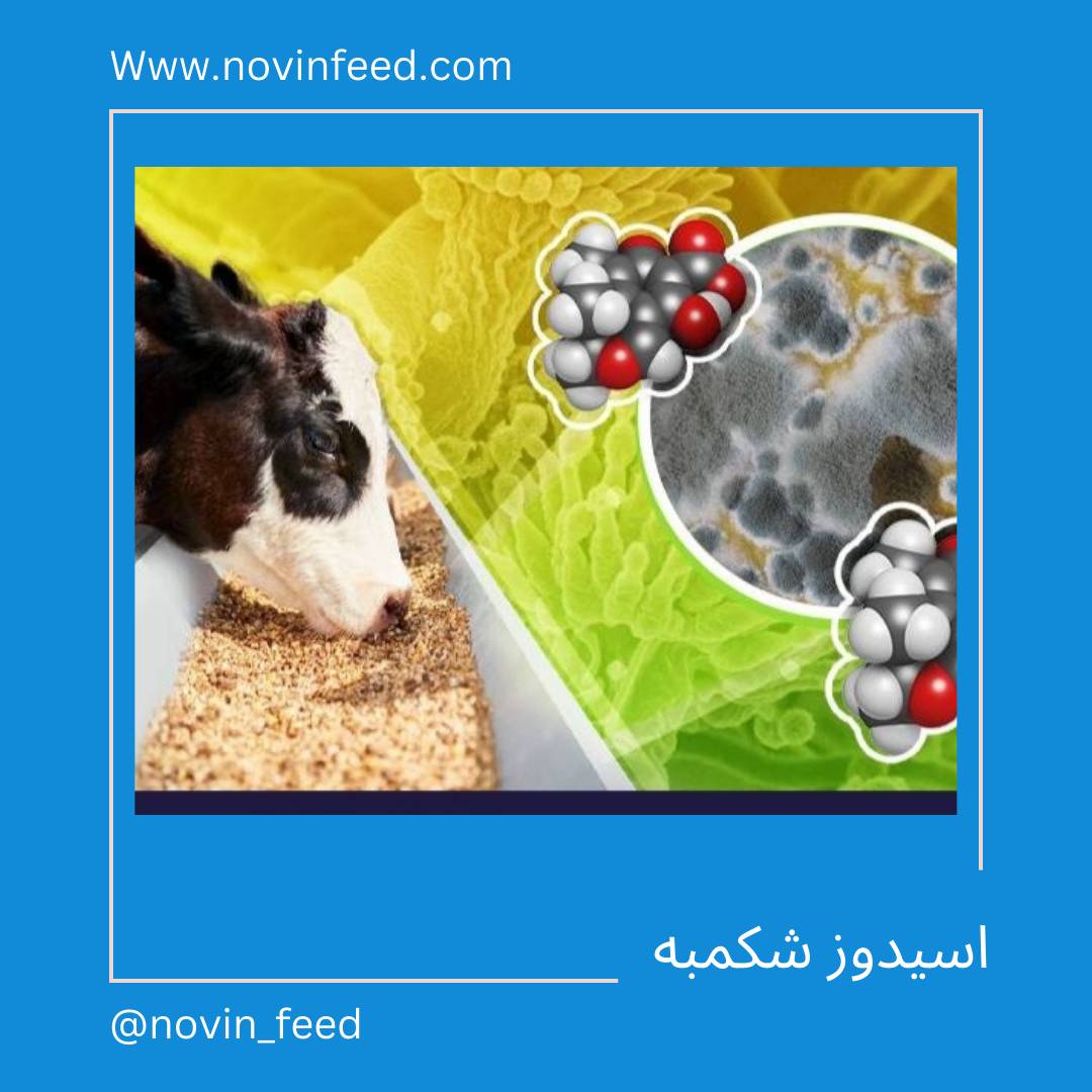 اسیدوز شکمبه