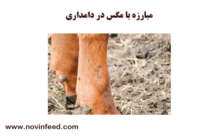 مبارزه با مگس در دامداری