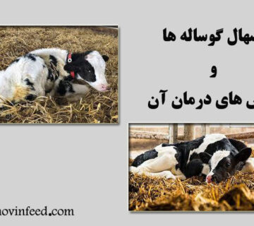 علل مختلف اسهال گوساله ها و درمان آن