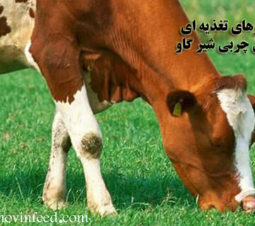 راهکارهای افزایش چربی شیر گاو