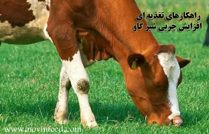 راهکارهای افزایش چربی شیر گاو