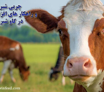 چربی شیر و راهکار های افزایش آن در گاو شیری