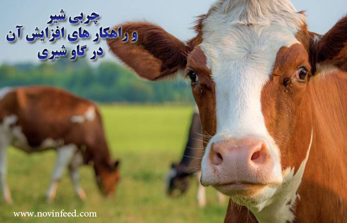 چربی شیر و راهکار های افزایش آن در گاو شیری
