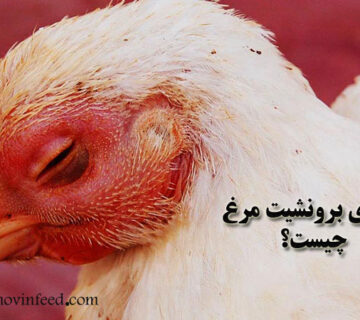 بیماری برونشیت مرغ چیست؟