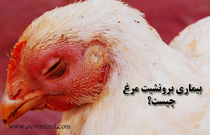 بیماری برونشیت مرغ چیست؟