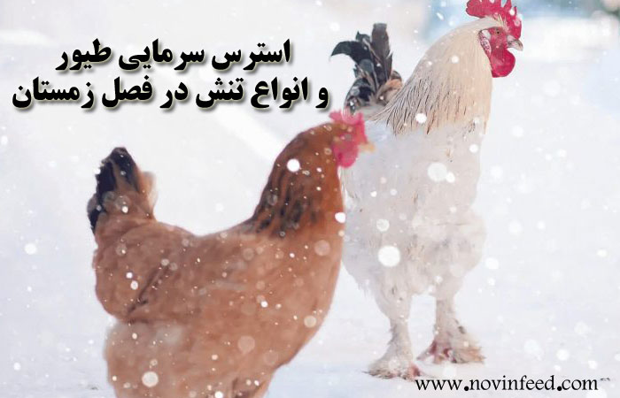 استرس سرمایی طیور و انواع تنش در فصل زمستان