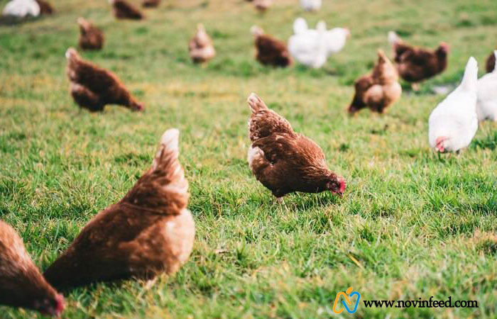 اهمیت یکنواختی گله طیور گوشتی