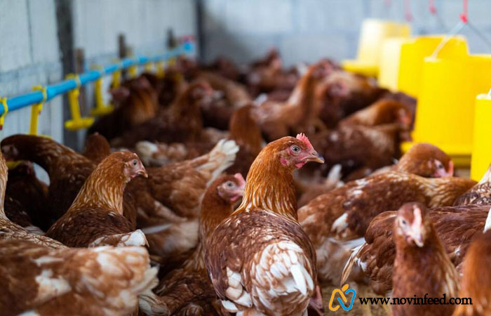 اهمیت یکنواختی گله طیور گوشتی