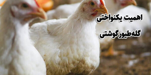 اهمیت-یکنواختی-گله-طیور-گوشتی3 اهمیت یکنواختی گله طیور گوشتی