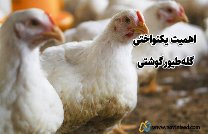 اهمیت یکنواختی گله طیور گوشتی