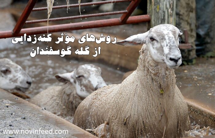 روش‌های مؤثر کنه‌زدایی از گله گوسفندان