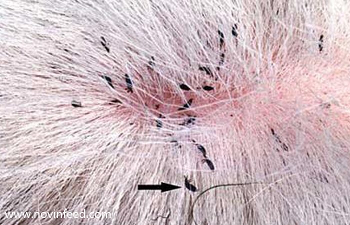 روش‌های مؤثر کنه‌زدایی از گله گوسفندان