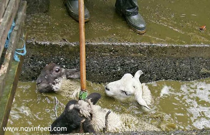 روش‌های مؤثر کنه‌زدایی از گله گوسفندان