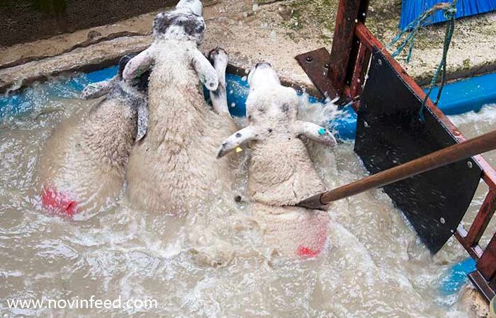 روش‌های مؤثر کنه‌زدایی از گله گوسفندان