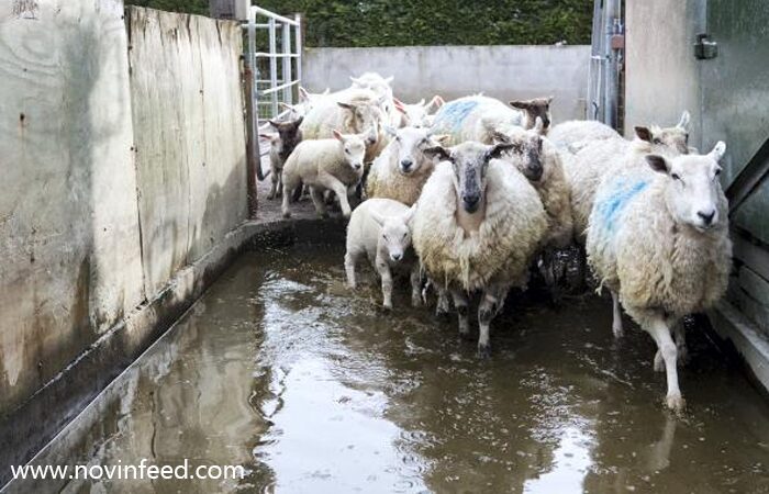 روش‌های مؤثر کنه‌زدایی از گله گوسفندان
