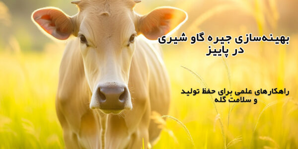 بهینه‌سازی جیره گاو شیری در پاییز راهکارهای علمی برای حفظ تولید و سلامت گله