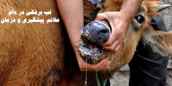 بیماری تب برفکی گاو (FMD) علائم، پیشگیری و درمان بیماری تب برفکی گاو (FMD) علائم، پیشگیری و درمان