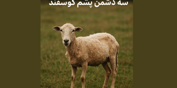 ریزش پشم در گوسفندان از دلایل تا راهکارهای کاربردی پیشگیری و درمان1 ریزش پشم در گوسفندان از دلایل تا راهکارهای کاربردی پیشگیری و درمان