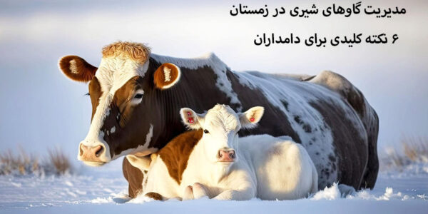 مدیریت گاوهای شیری در زمستان 6 نکته کلیدی برای دامداران مدیریت گاوهای شیری در زمستان ۶ نکته کلیدی برای دامداران