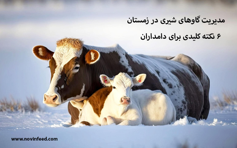 مدیریت گاوهای شیری در زمستان ۶ نکته کلیدی برای دامداران