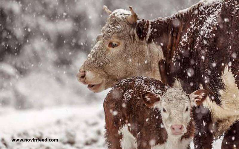 مدیریت گاوهای شیری در زمستان ۶ نکته کلیدی برای دامداران