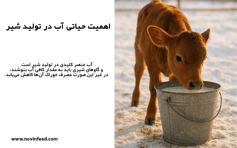 مدیریت گاوهای شیری در زمستان ۶ نکته کلیدی برای دامداران