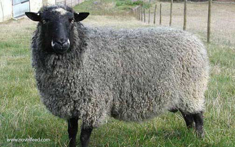 مسمومیت آبستنی در گوسفندان