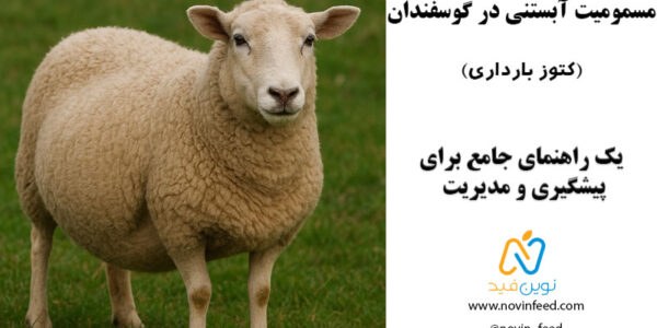 مسمومیت آبستنی در گوسفندان2 مسمومیت آبستنی در گوسفندان