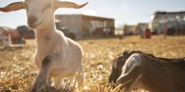 اهمیت فلاشینگ گوسفند در صنعت دامپروری اهمیت فلاشینگ گوسفند در صنعت دامپروری