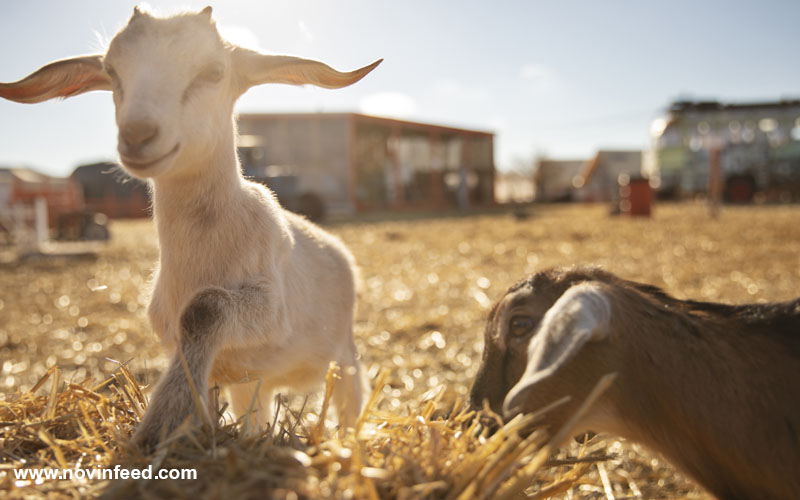 اهمیت فلاشینگ گوسفند در صنعت دامپروری