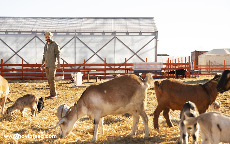 جیره غذایی مناسب برای فلاشینگ گوسفند