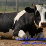 روش‌های خشک کردن گاو شیری: ناگهانی، تدریجی، تلفیقی + مدیریت دوره انتقال | راهنمای کامل