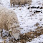 نگهداری گوسفندان در زمستان
