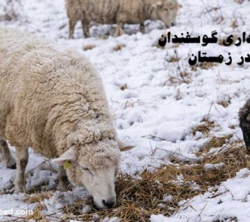 نگهداری گوسفندان در زمستان