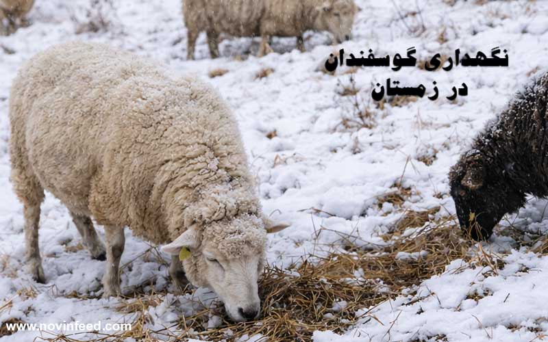 نگهداری گوسفندان در زمستان