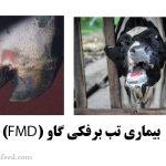 بیماری تب برفکی گاو (FMD): علائم، راه‌های انتقال، پیشگیری و درمان
