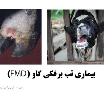 بیماری تب برفکی گاو (FMD): علائم، راه‌های انتقال، پیشگیری و درمان