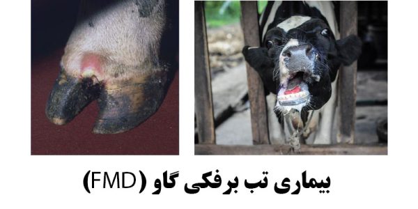 بیماری تب برفکی گاو (FMD)2 بیماری تب برفکی گاو (FMD): علائم، راههای انتقال، پیشگیری و درمان