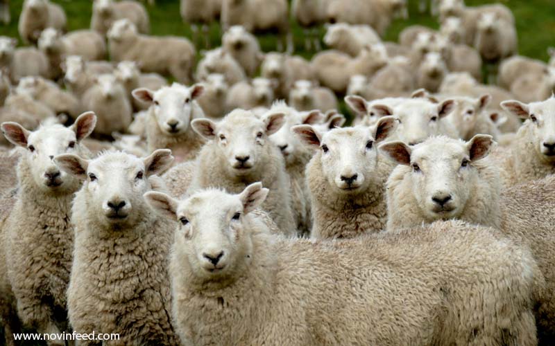 فلاشینگ گوسفند راهی مؤثر برای افزایش دوقلوزایی و بهره‌وری گله