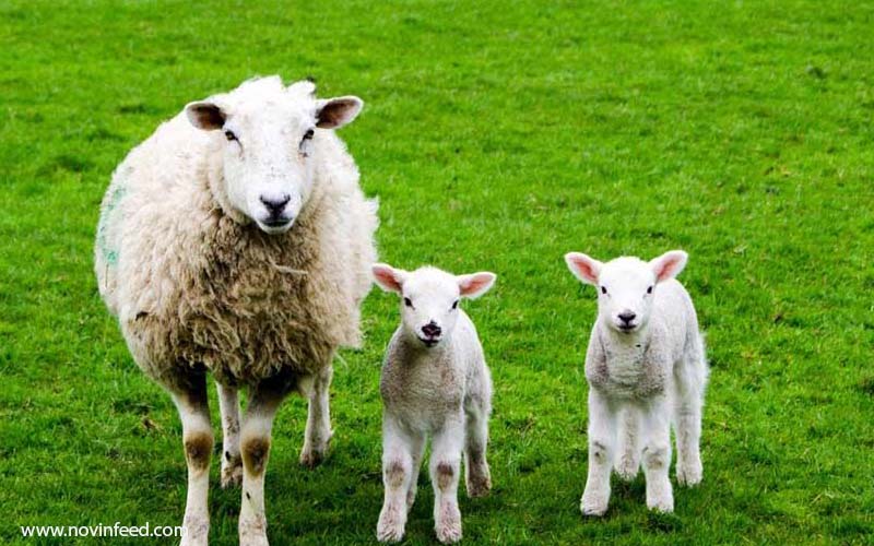 فلاشینگ گوسفند راهی مؤثر برای افزایش دوقلوزایی و بهره‌وری گله