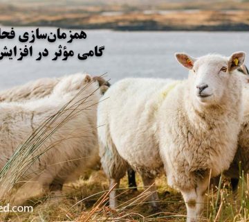 میش و بره؛ اهمیت همزمان‌سازی فحلی گوسفند در افزایش چندقلوزایی و بهره‌وری گله