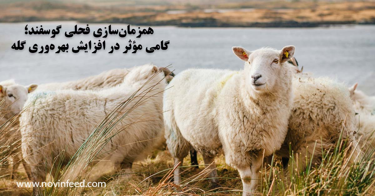 میش و بره؛ اهمیت همزمان‌سازی فحلی گوسفند در افزایش چندقلوزایی و بهره‌وری گله