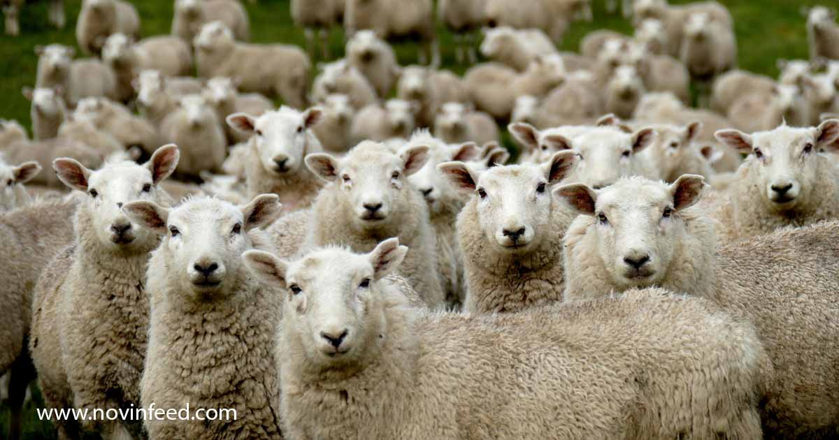 گوسفند در حال استراحت؛ بررسی علائم فحلی گوسفند برای برنامه‌ریزی دقیق جفت‌گیری