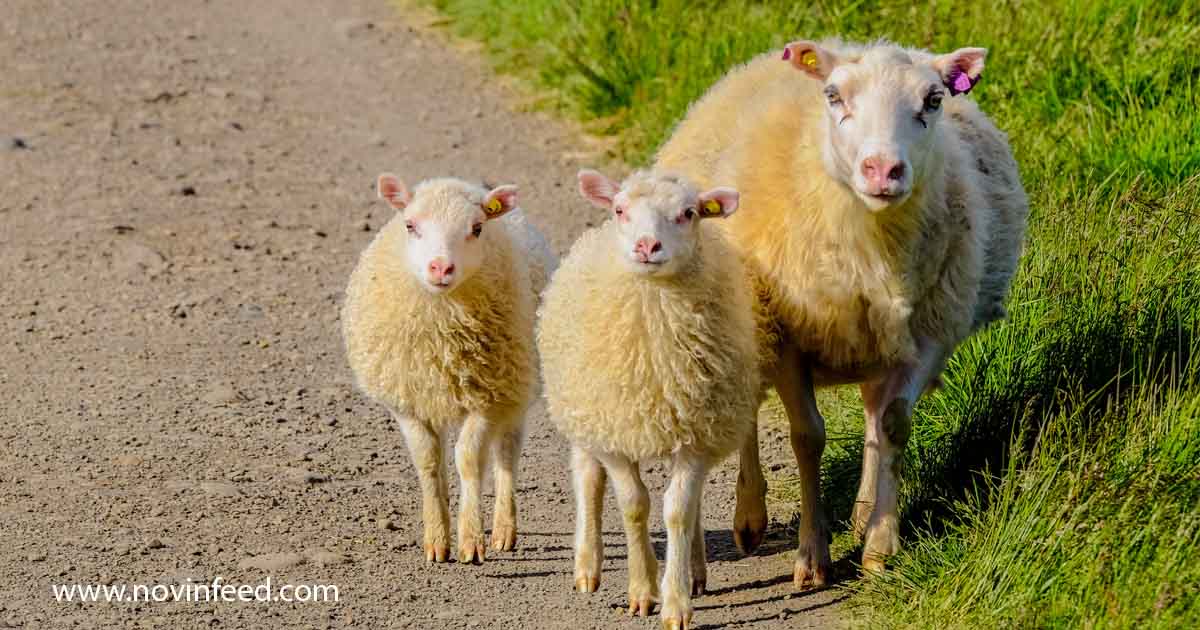 گله گوسفند در مرتع؛ مدیریت تولیدمثل با همزمان‌سازی فحلی گوسفند برای بهبود نرخ باروری