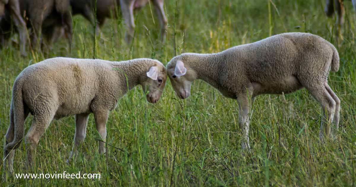 گوسفند در طبیعت؛ آماده برای همزمان‌سازی فحلی گوسفند و افزایش باروری گله