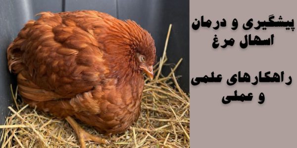 پیشگیری و درمان اسهال مرغ | راهکارهای علمی و عملی | نوین فید
