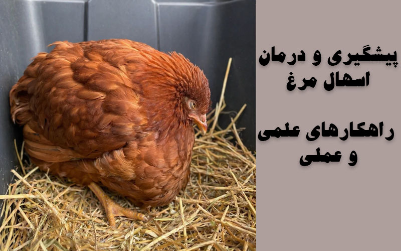 پیشگیری و درمان اسهال مرغ | راهکارهای علمی و عملی | نوین فید