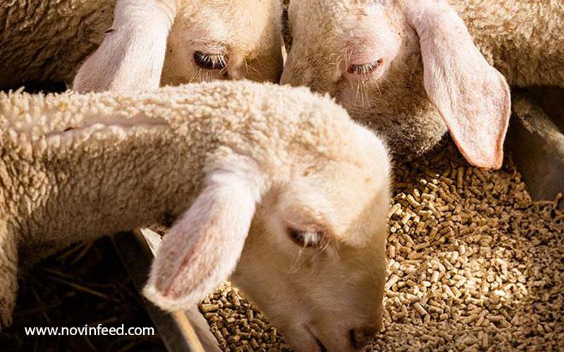 تغذیه بره و تأثیر آن بر کیفیت گوشت؛ از جیره تا سفره