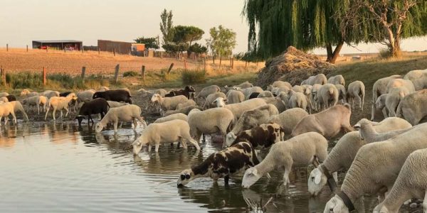آماده‌سازی گوسفندان برای جفت‌گیری